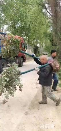 高度100厘米月季