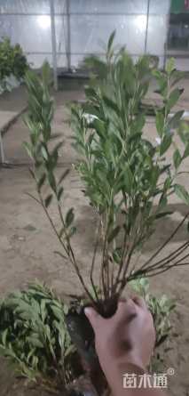 高度50厘米杜鹃