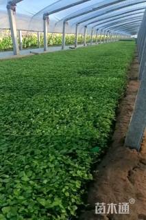 高度20厘米二月兰