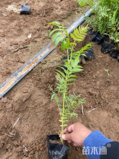 高度80厘米珍珠梅