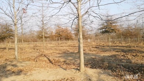 120公分娜塔栎