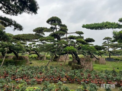 容器苗造型罗汉松