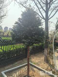 16公分东北红豆杉