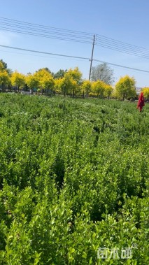 冠幅40厘米卫矛球