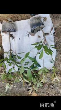 2公分红叶石楠