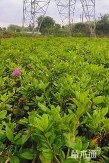 高度30厘米春鹃
