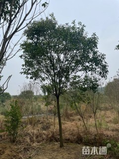 10公分大叶女贞