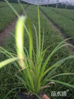 高度15厘米青绿苔草