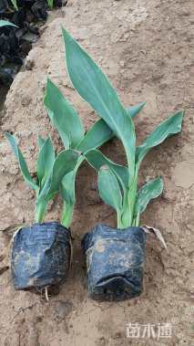高度30厘米水生美人蕉