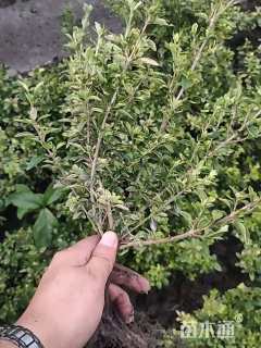 高度35厘米金边六月雪