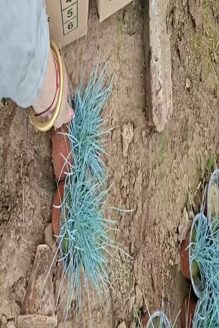 容器苗蓝羊茅