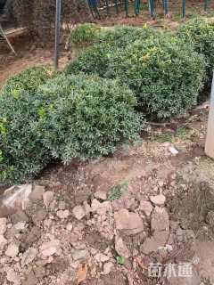 高度60厘米龟甲冬青