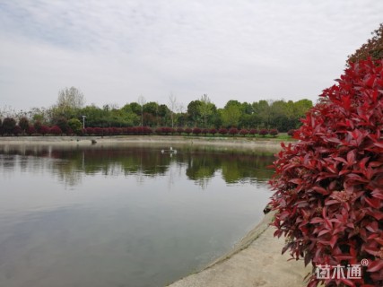 冠幅1200厘米红叶石楠球