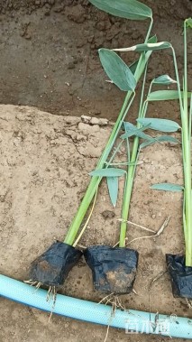 高度40厘米再力花