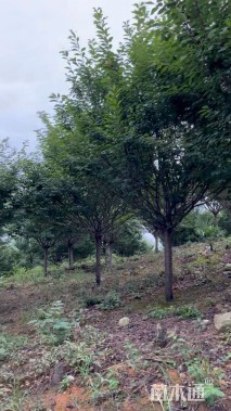 16公分日本晚樱