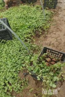 高度40厘米花叶蔓长春