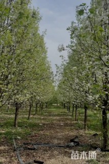 13公分彩叶豆梨