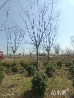 20公分栾树