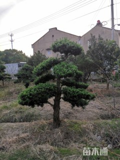 移栽苗造型罗汉松