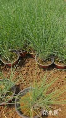 高度20厘米坡地毛冠草