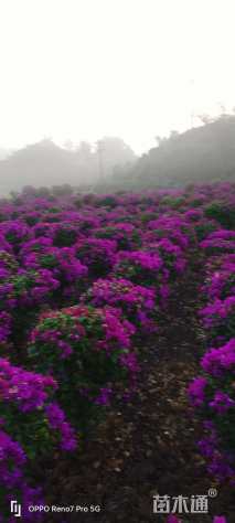 冠幅80厘米三角梅球