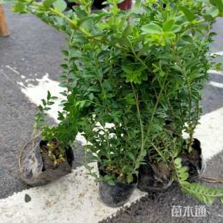 高度40厘米亮绿忍冬