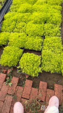 高度10厘米黄金条