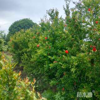 高度300厘米丛生花石榴