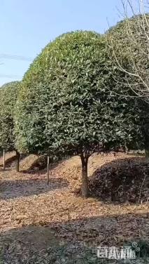 18公分金桂