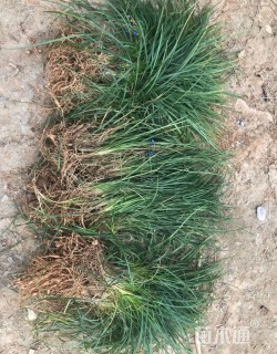 高度20厘米细叶麦冬草