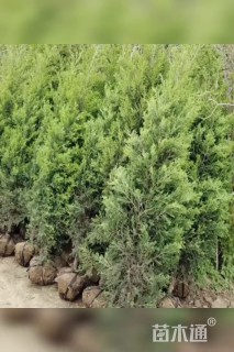 高度100厘米刺柏