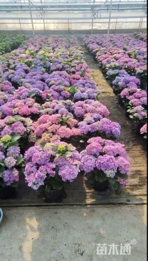 高度50厘米绣球