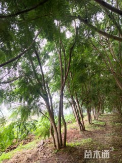 8公分蓝花楹