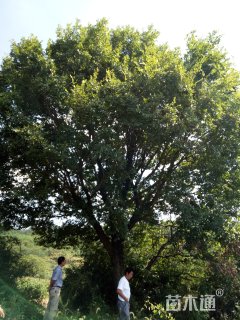 40公分朴树