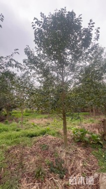 10公分乐昌含笑