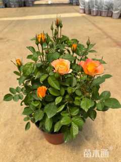 高度25厘米欧洲月季