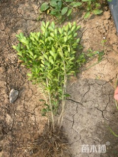 高度40厘米瓜子黄杨