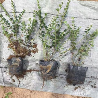 高度55厘米平枝栒子