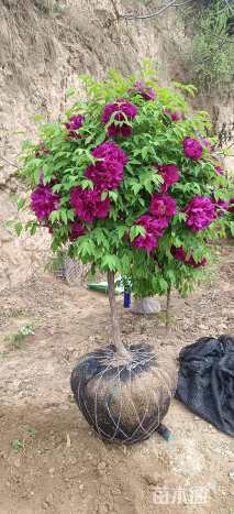 高度150厘米紫斑牡丹