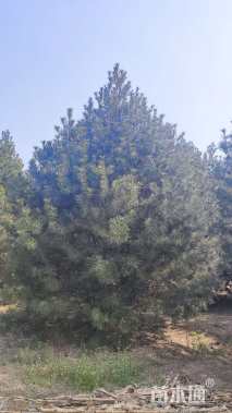 高度500厘米白皮松