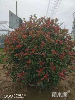 冠幅180厘米红叶石楠球