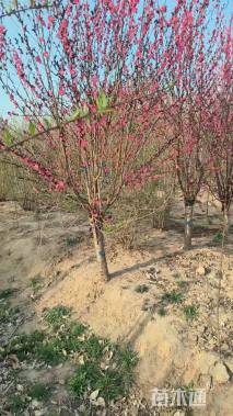 10公分红叶碧桃