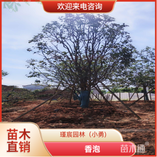 18公分香泡