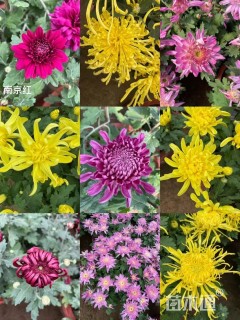 高度40厘米野菊