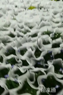 高度50厘米蛇鞭菊
