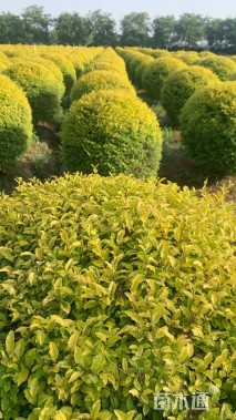 冠幅120厘米金叶女贞球