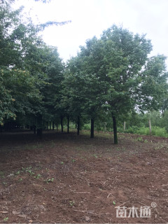 15公分暴马丁香