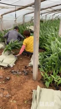 高度25厘米绿叶美人蕉