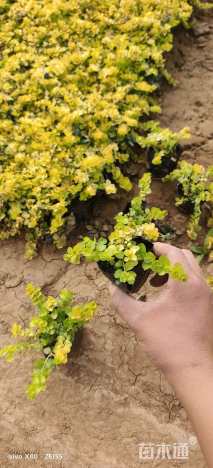 高度10厘米过路黄