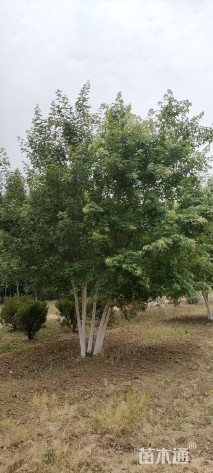 高度500厘米丛生五角枫